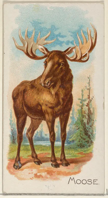Moose, from the Quadrupeds series (N21) for Allen & Ginter Cigarettes Wall Art by Allen & Ginter - High-Resolution Digital Print