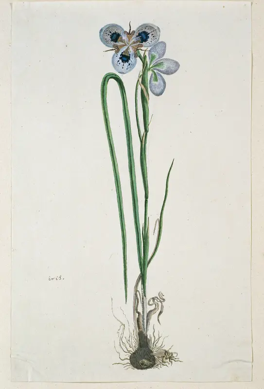 Moraea aristata (D. Delaroche) Aschers & Graebn. Wall Art by Robert Jacob Gordon - High-Resolution Digital Print