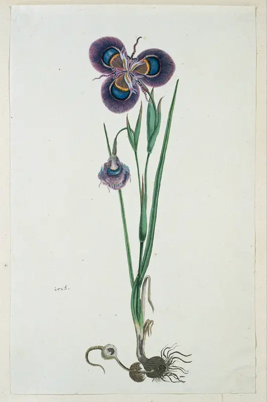 Moraea villosa Ker-Gawl. (Cape tulip) Wall Art by Robert Jacob Gordon - High-Resolution Digital Print