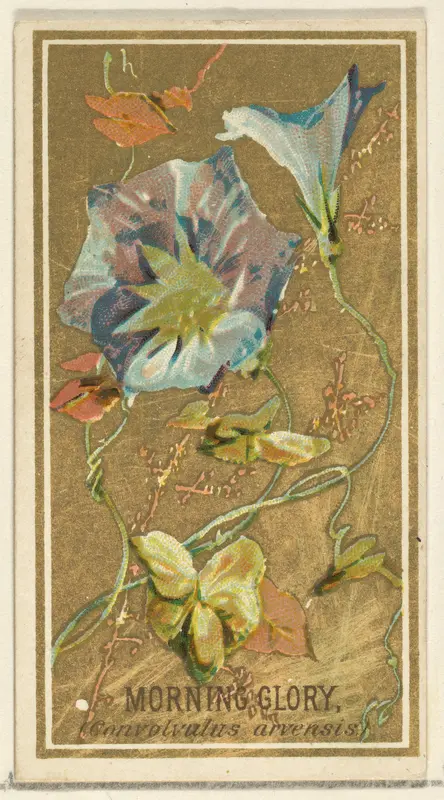 Morning Glory (Convolvalus arrensis), from the Flowers series for Old Judge Cigarettes Wall Art by Goodwin & Company - High-Resolution Digital Print