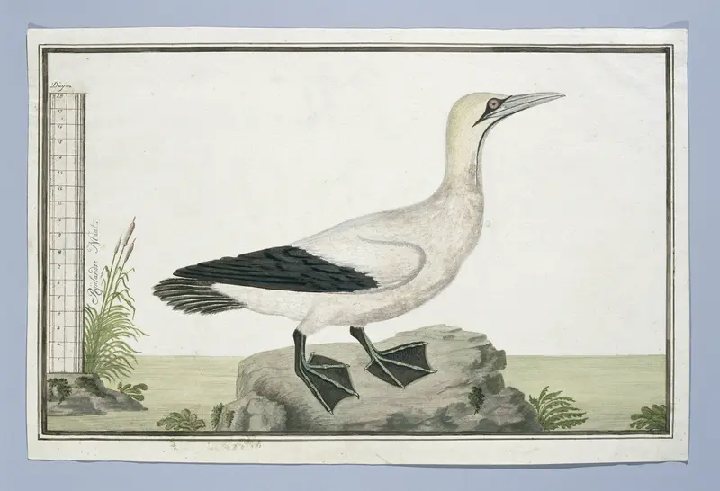 Morus capensis (Cape gannet) Wall Art by Robert Jacob Gordon - High-Resolution Digital Print