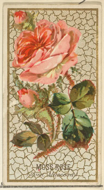 Moss Rose (Rosa Muscosa), from the Flowers series for Old Judge Cigarettes Wall Art by Goodwin & Company - High-Resolution Digital Print