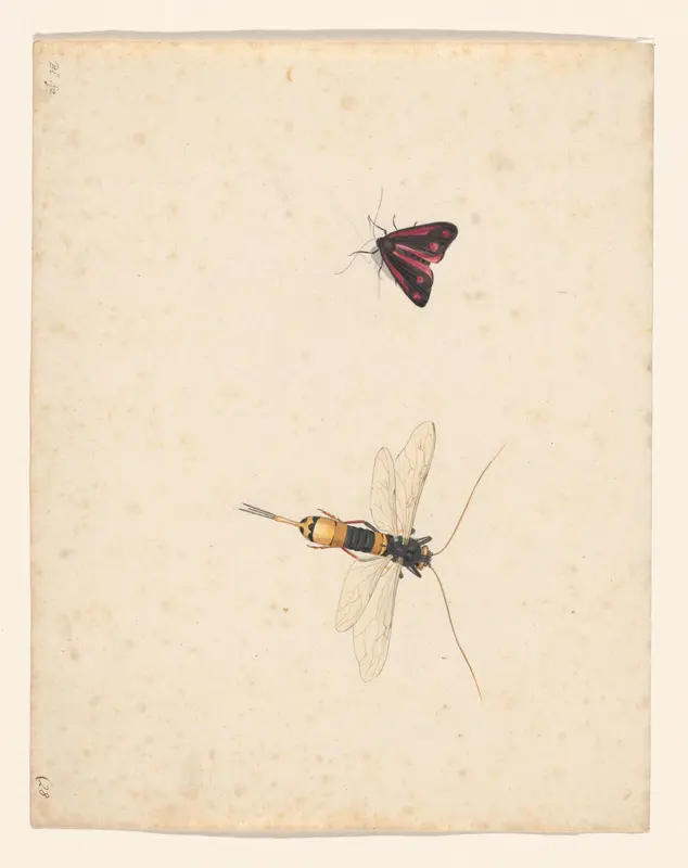 Mot en libelle Wall Art by Unknown - High-Resolution Digital Print