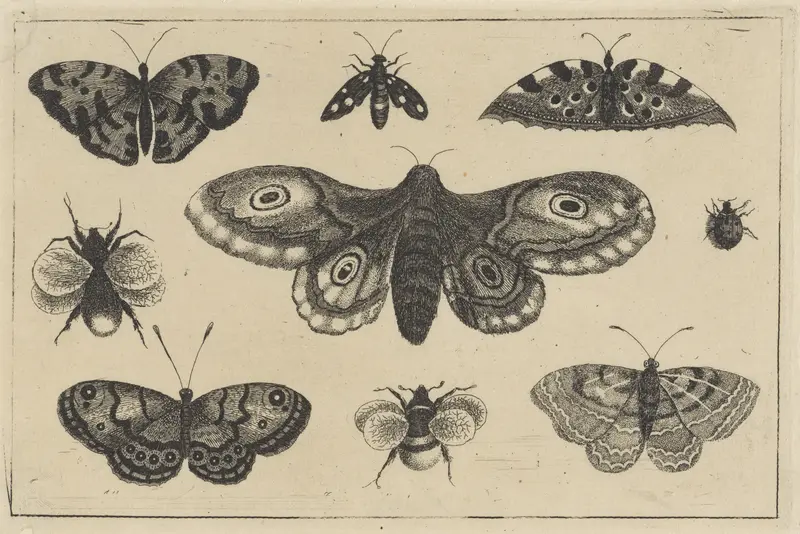 Mot, vier vlinders, twee hommels en twee andere insekten Wall Art by Wenceslaus Hollar - High-Resolution Digital Print