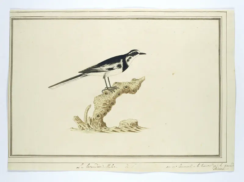 Motacilla aguimp (Afrikaanse bonte kwikstaart) Wall Art by Robert Jacob Gordon - High-Resolution Digital Print