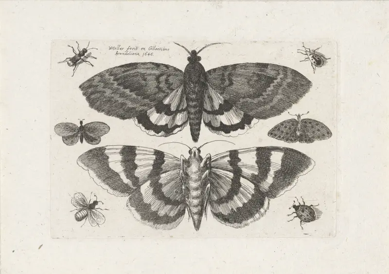 Motten en kleine insecten Wall Art by Unknown - High-Resolution Digital Print
