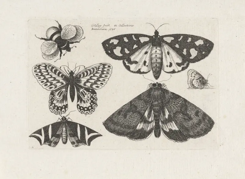 Motten, vlinders en een hommel Wall Art by Unknown - High-Resolution Digital Print