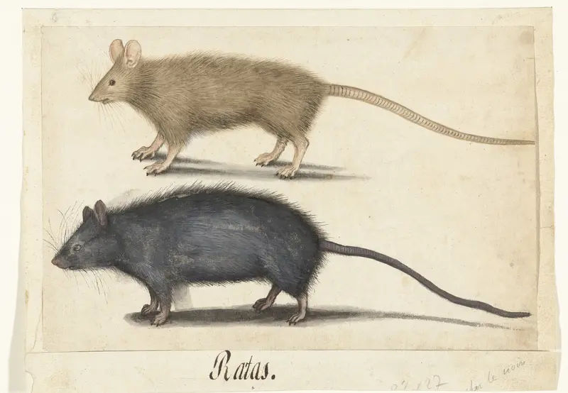 Mouse and Rat Wall Art by anonymous - High-Resolution Digital Print
