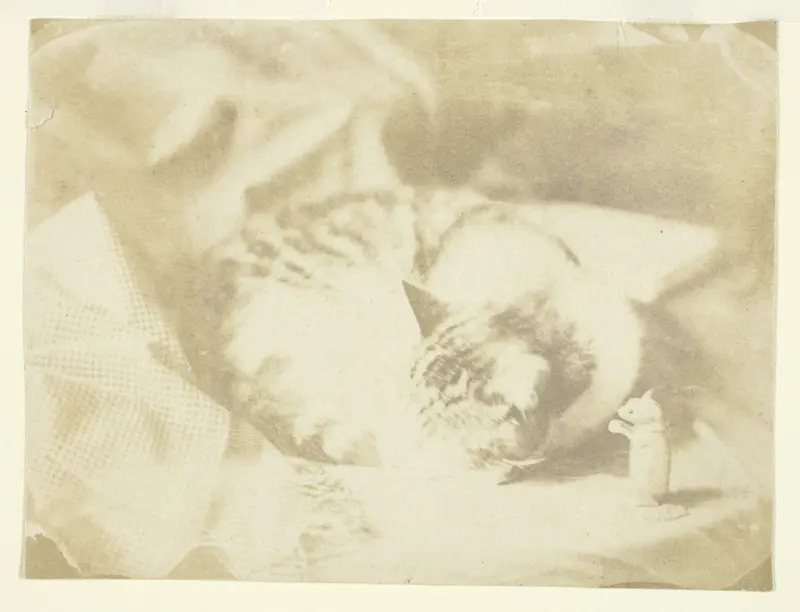 Mrs. Craik's Cat Wall Art by Unknown - High-Resolution Digital Print