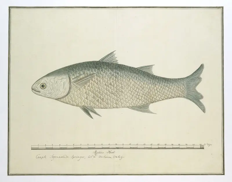 Mugil cephalus (Flathead grey mullet) Wall Art by Unknown - High-Resolution Digital Print
