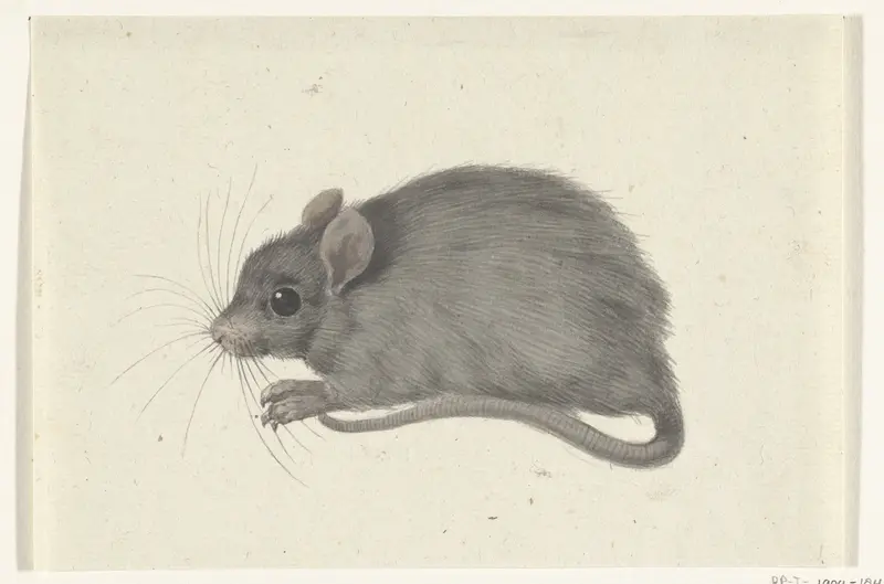 Muis, naar links Wall Art by Jean Bernard - High-Resolution Digital Print