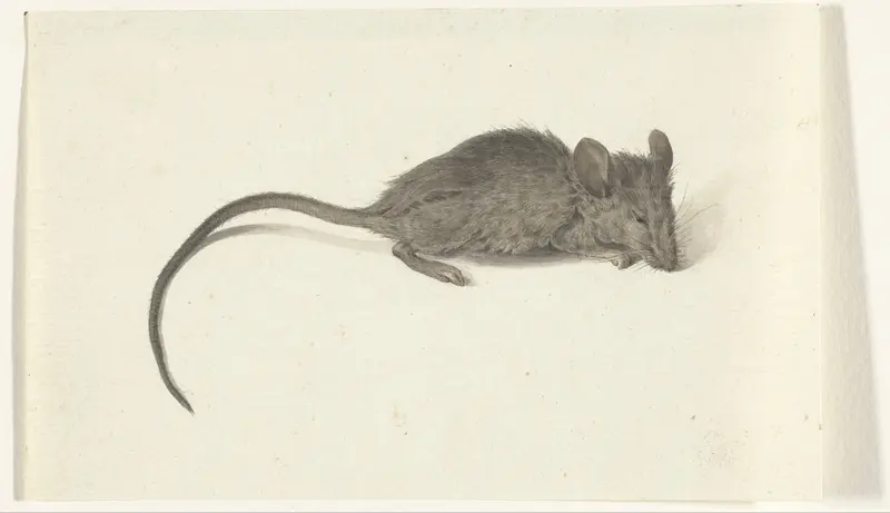 Muis, naar rechts Wall Art by Jean Bernard - High-Resolution Digital Print