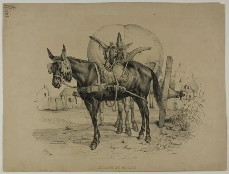 Mules Harnessed