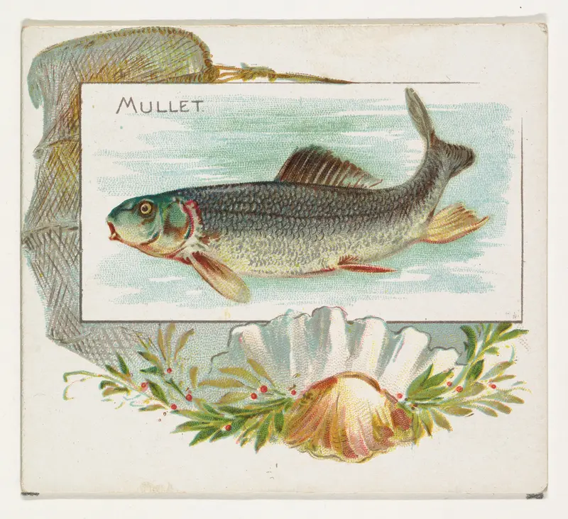 Mullet, from Fish from American Waters series (N39) for Allen & Ginter Cigarettes Wall Art by Allen & Ginter - High-Resolution Digital Print
