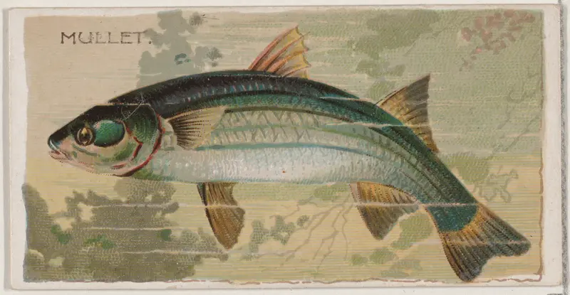 Mullet, from the series Fishers and Fish (N74) for Duke brand cigarettes Wall Art by Knapp & Company - High-Resolution Digital Print