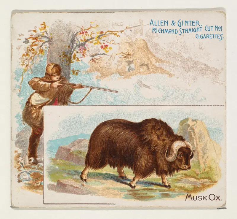 Musk Ox, from Quadrupeds series (N41) for Allen & Ginter Cigarettes Wall Art by Allen & Ginter - High-Resolution Digital Print
