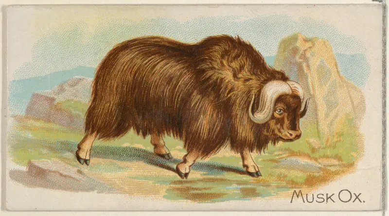 Musk Ox, from the Quadrupeds series (N21) for Allen & Ginter Cigarettes Wall Art by Allen & Ginter - High-Resolution Digital Print