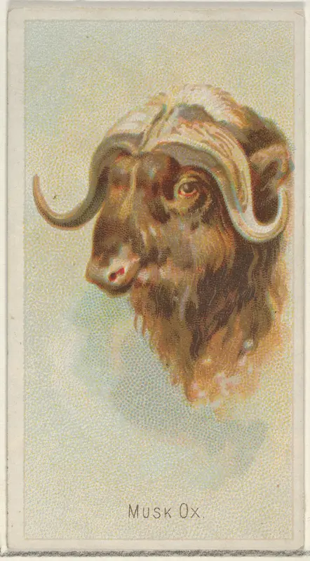 Musk Ox, from the Wild Animals of the World series (N25) for Allen & Ginter Cigarettes Wall Art by Allen & Ginter - High-Resolution Digital Print