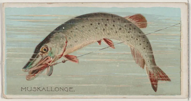 Muskallonge, from the series Fishers and Fish (N74) for Duke brand cigarettes Wall Art by Knapp & Company - High-Resolution Digital Print