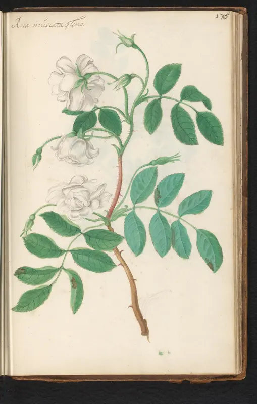 Muskusroos (Rosa moschata) Wall Art by anonymous - High-Resolution Digital Print