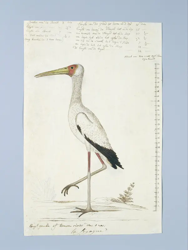 Mycteria ibis (Afrikaanse nimmerzat) Wall Art by Robert Jacob Gordon - High-Resolution Digital Print