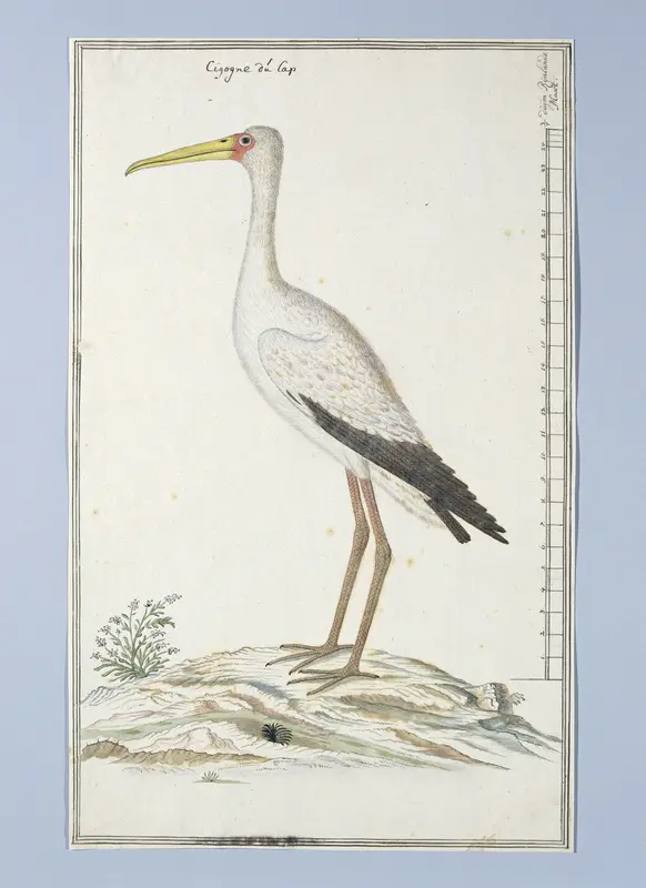 Mycteria ibis (Yellow-billed stork or Wood stork) Wall Art by Robert Jacob Gordon - High-Resolution Digital Print
