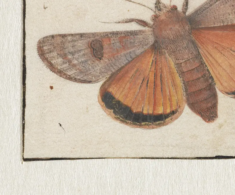 Nachtvlinder: Huismoeder (Noctua pronuba) Wall Art by Unknown - High-Resolution Digital Print