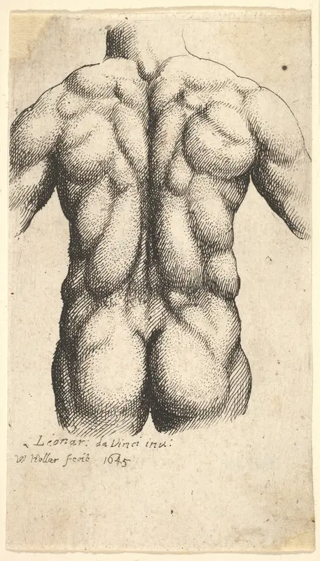 Naked male torso seen from behind Wall Art by Wenceslaus Hollar - High-Resolution Digital Print