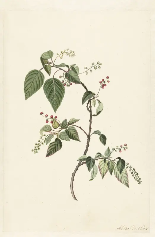 Nandina Wall Art by Alida Withoos - High-Resolution Digital Print