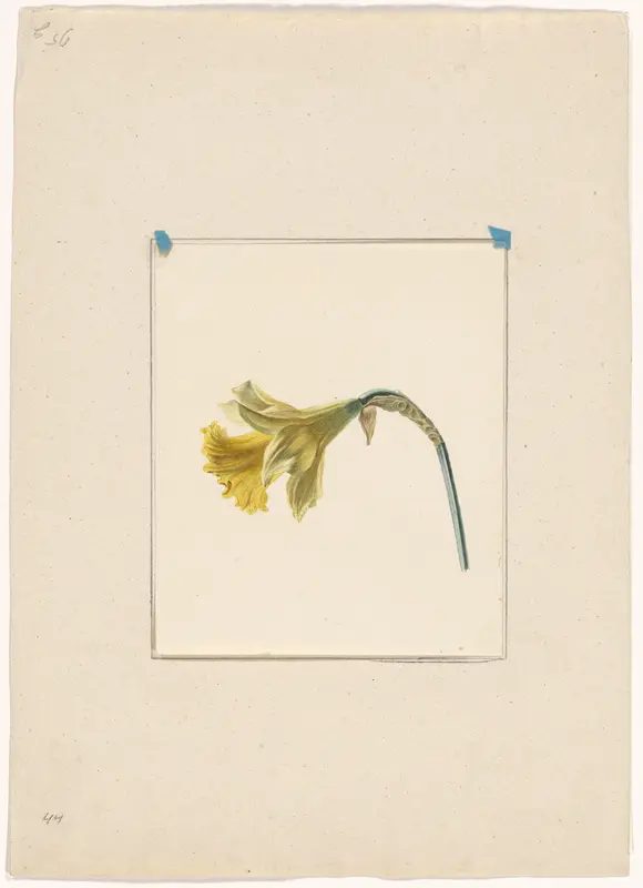 Narcis Wall Art by Unknown - High-Resolution Digital Print