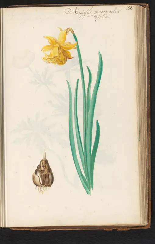 Narcis met bol (Narcissus pseudonarcissus) Wall Art by anonymous - High-Resolution Digital Print