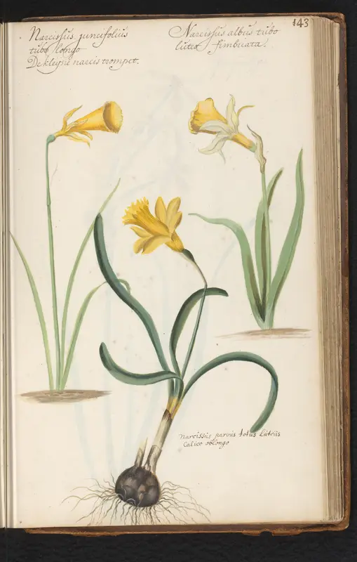 Narcissen (Narcissus pseudonarcissus) Wall Art by anonymous - High-Resolution Digital Print