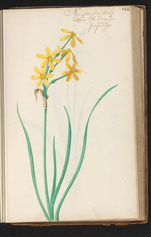 Narcissus jonquilla Wall Art by anonymous - High-Resolution Digital Print