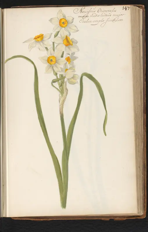 Narcissus tazetta Wall Art by anonymous - High-Resolution Digital Print
