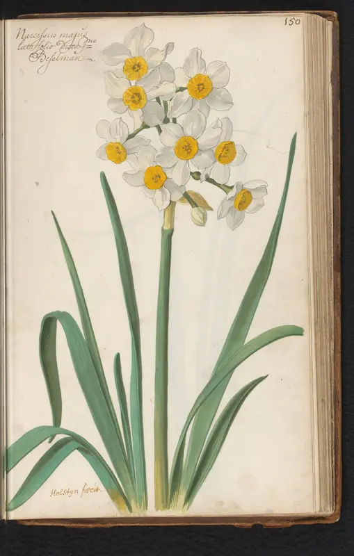 Narcissus tazetta Wall Art by Unknown - High-Resolution Digital Print