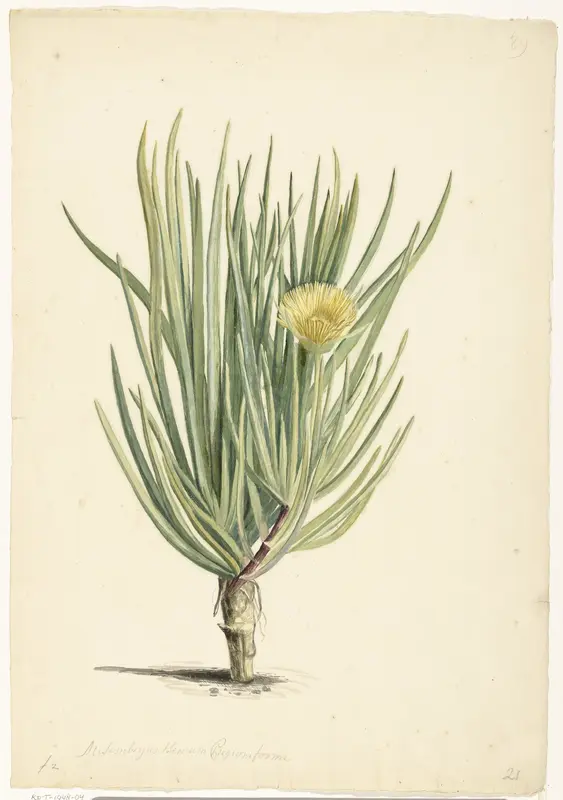 Narrow-leaved Iceplant in Bloom Wall Art by Laurens Vincentsz. van der Vinne - High-Resolution Digital Print