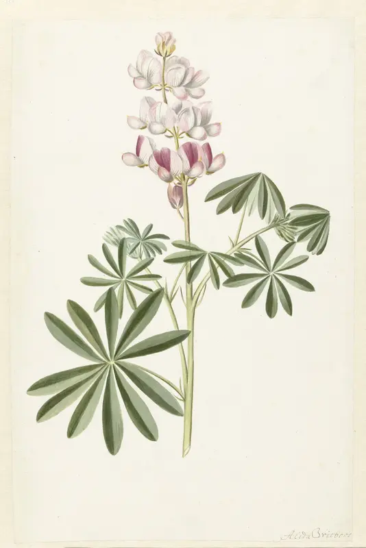 Narrow-leaved Lupin (Lupinus angustifolius) Wall Art by Alida Withoos - High-Resolution Digital Print