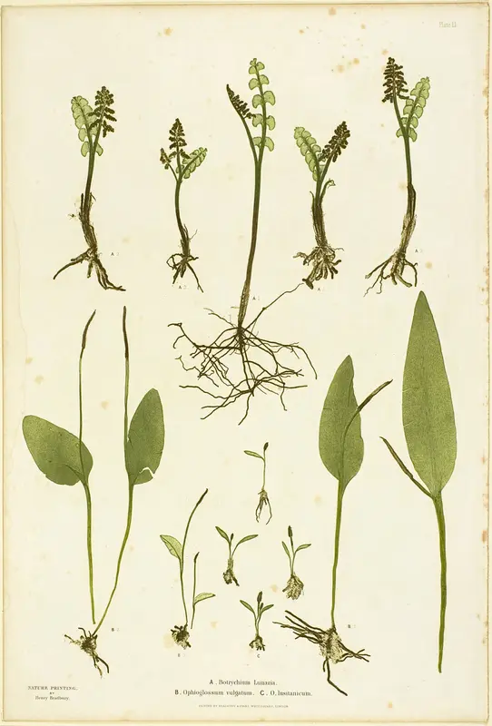 Nature Print of Moonwort and Adder's Tongue Ferns, plate 51 from The Ferns of Great Britain and Ireland by Henry Bradbury - High-Resolution Digital Print