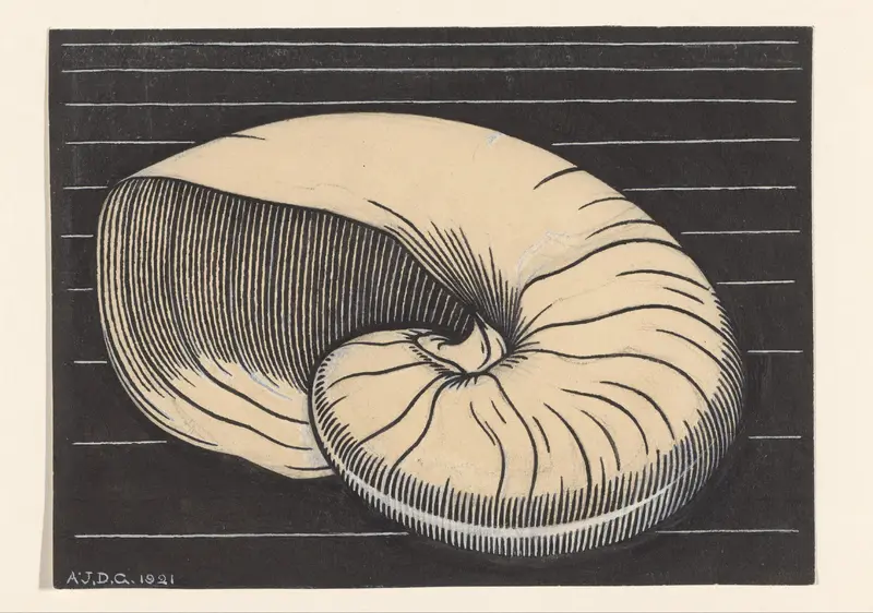 Nautilusschelp Wall Art by Unknown - High-Resolution Digital Print