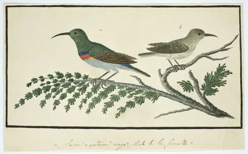 Nectarinia afra (Grote kraaghoningzuiger) Wall Art by Robert Jacob Gordon - High-Resolution Digital Print