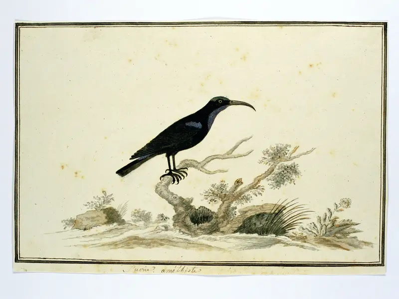 Nectarinia amethystina (Amethisthoningzuiger) Wall Art by Robert Jacob Gordon - High-Resolution Digital Print