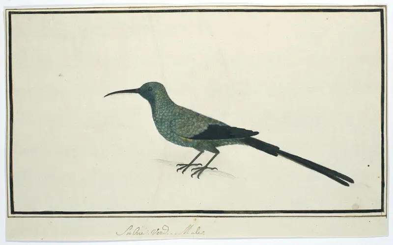 Nectarinia famosa (Malachite sunbird) Wall Art by Robert Jacob Gordon - High-Resolution Digital Print