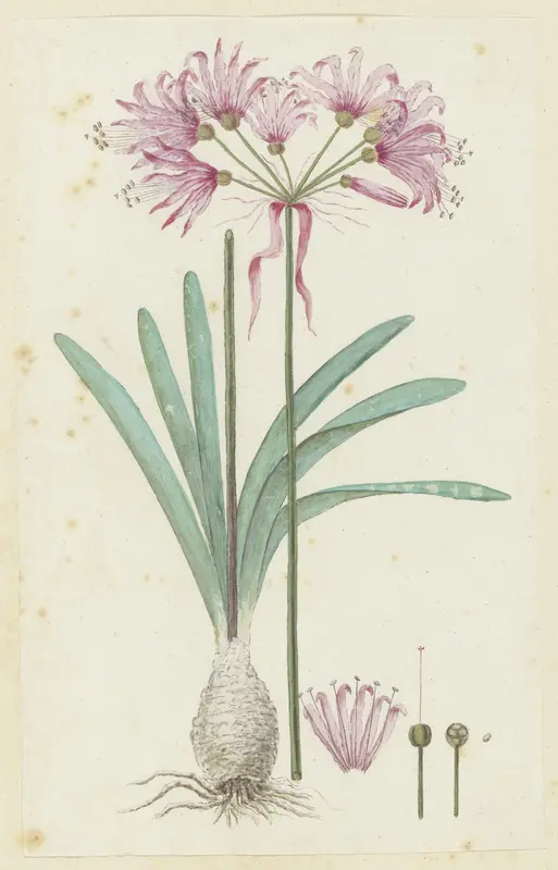 Nerine humilis (Jacq.) Herb. (Amaryllis humilis) Wall Art by Robert Jacob Gordon - High-Resolution Digital Print