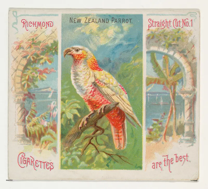 New Zealand Parrot, from Birds of the Tropics series (N38) for Allen & Ginter Cigarettes Wall Art by Allen & Ginter - High-Resolution Digital Print