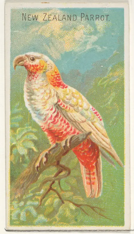 New Zealand Parrot, from the Birds of the Tropics series (N5) for Allen & Ginter Cigarettes Brands Wall Art by Allen & Ginter - High-Resolution Digital Print