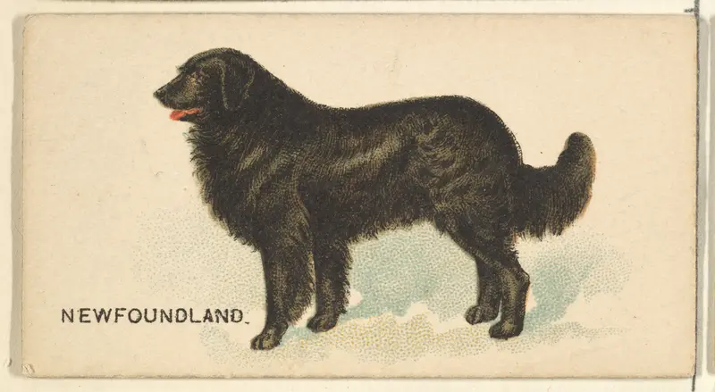 Newfoundland, from the Dogs of the World series for Old Judge Cigarettes Wall Art by Goodwin & Company - High-Resolution Digital Print