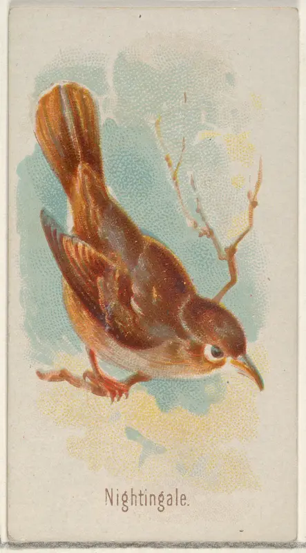 Nightingale, from the Song Birds of the World series (N23) for Allen & Ginter Cigarettes Wall Art by Allen & Ginter - High-Resolution Digital Print