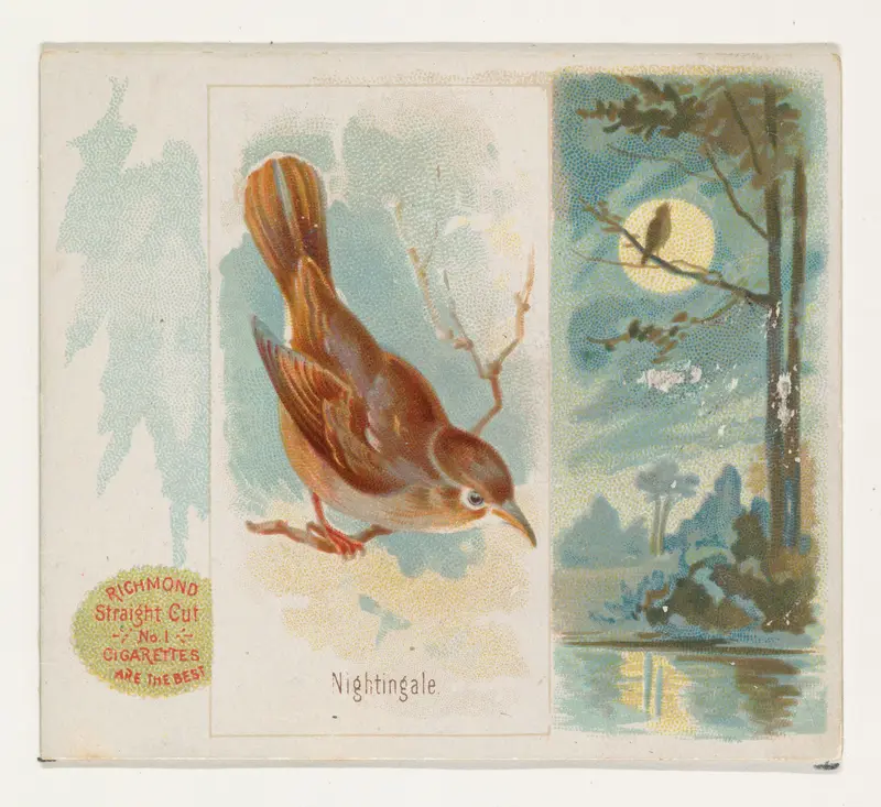 Nightingale, from the Song Birds of the World series (N42) for Allen & Ginter Cigarettes Wall Art by Allen & Ginter - High-Resolution Digital Print