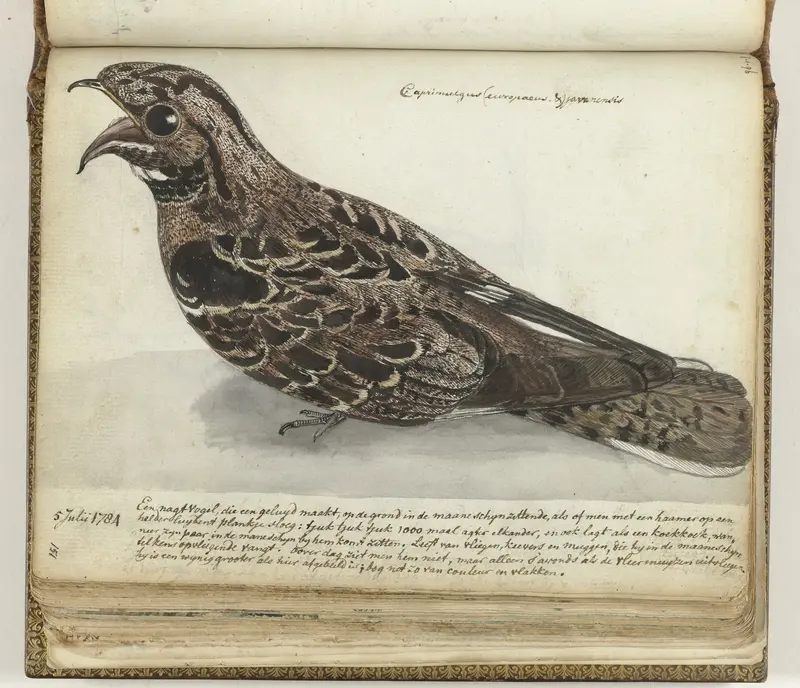 Nightjar Wall Art by Jan Brandes - High-Resolution Digital Print