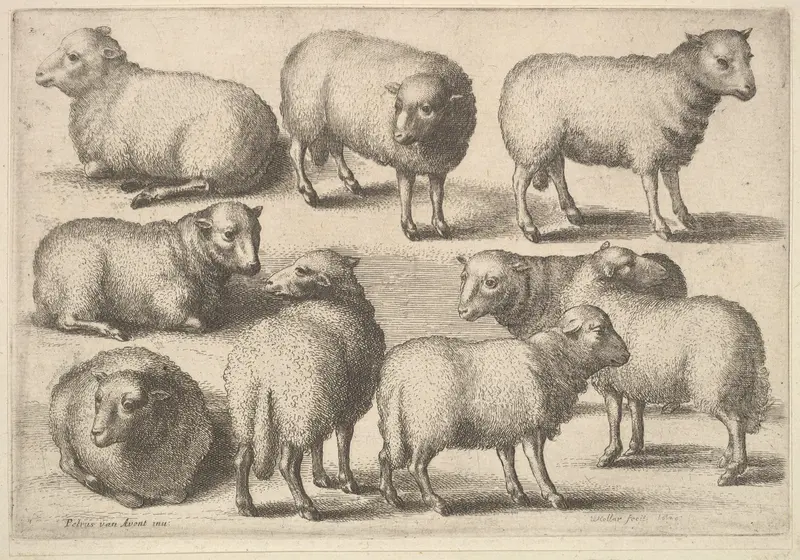 Nine Sheep Wall Art by Wenceslaus Hollar - High-Resolution Digital Print